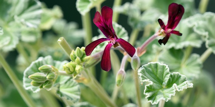 Pelargonium sidoides beneficios kaloba